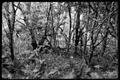 Hartmannswillerkopt-16