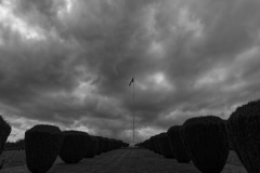 Hartmannswillerkopt-6