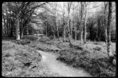 Hartmannswillerkopt-8