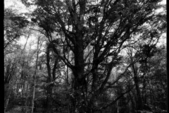 Hartmannswillerkopt-9