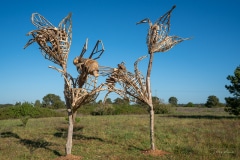 "Les Fleurs de Pomme de Terre" Matthew Burton - Sainte Marie de Ré - Avril 2022. Rencontre entre la fleur de pomme de terre et l'abeille domestique.