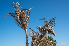 "Les Fleurs de Pomme de Terre" Matthew Burton - Sainte Marie de Ré - Avril 2022. Rencontre entre la fleur de pomme de terre et l'abeille domestique.