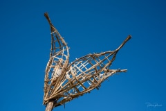 "Les Fleurs de Pomme de Terre" Matthew Burton - Sainte Marie de Ré - Avril 2022. Rencontre entre la fleur de pomme de terre et l'abeille domestique.